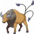 Tauros pokemon